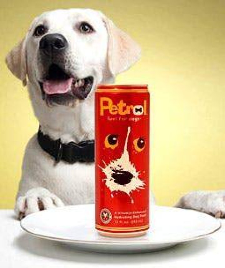 Petrol Dog Drink A New Trend For Your Furry Friend?